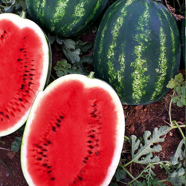 Seme Melia F1 - Ostalo | SM AgroShop