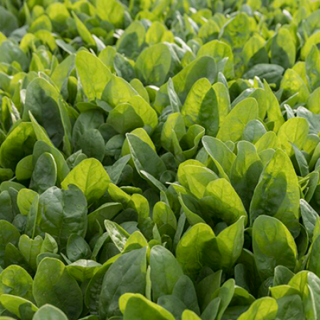 Seme Eland F1 (proleće, jesen, zima) - Ostalo | SM AgroShop