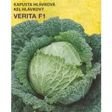 Profesionalno seme Seme kupusa Verita F1 - Katalog semena povrća SM AgroShop