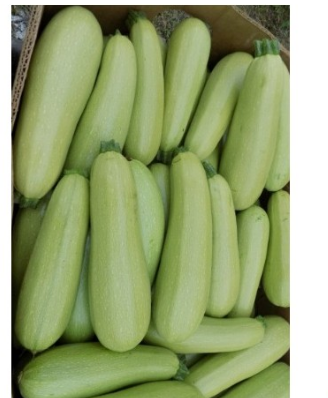 Profesionalno seme Seme tikvice Pascal F1 - Katalog semena povrća SM AgroShop