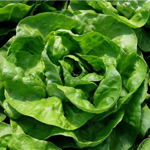 Seme Anthem (proleće, jesen) - Ostalo | SM AgroShop