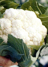 Seme Dexter F1 - Ostalo | SM AgroShop