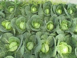 Profesionalno seme Seme kupusa Rapidion F1 - Katalog semena povrća SM AgroShop