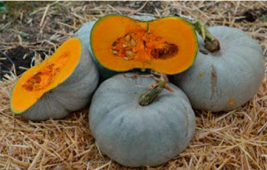 Seme CROWN PRINCE F1 - Ostalo | SM AgroShop