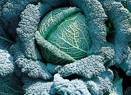 Seme Nebraska F1 - Ostalo | SM AgroShop