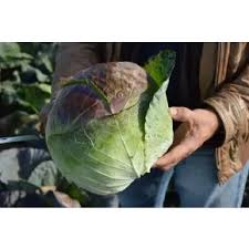 Profesionalno seme Seme kupusa Pourovo Pozdni F1 - Katalog semena povrća SM AgroShop