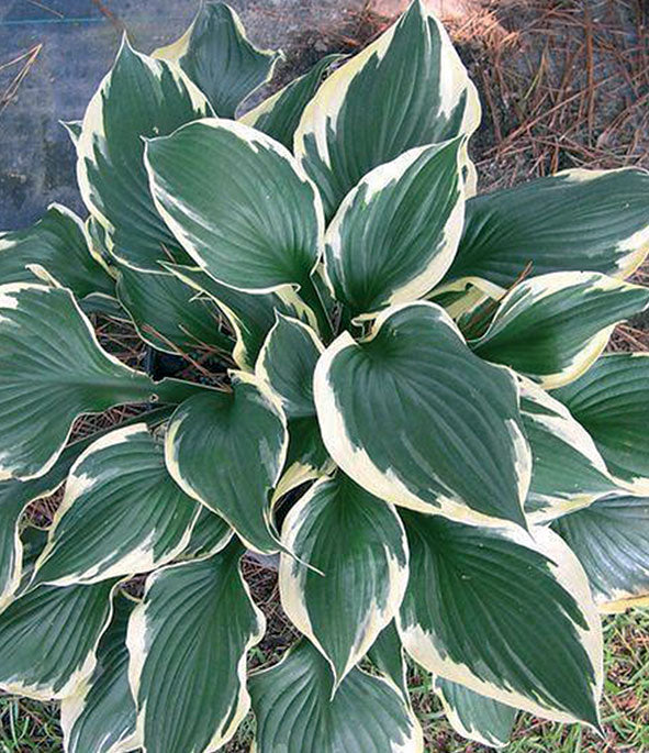 Seme Hosta Patriot p262 - Ostalo | SM AgroShop