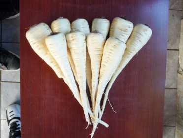 Prodaja Dlouhy billy - Cena semena Ostalo | SM AgroShop