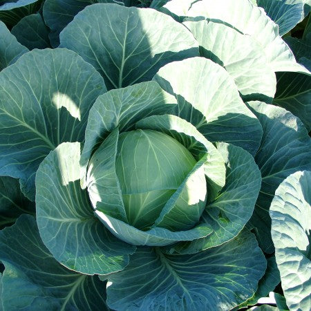 Profesionalno seme Seme kupusa Gintama F1 - Katalog semena povrća SM AgroShop