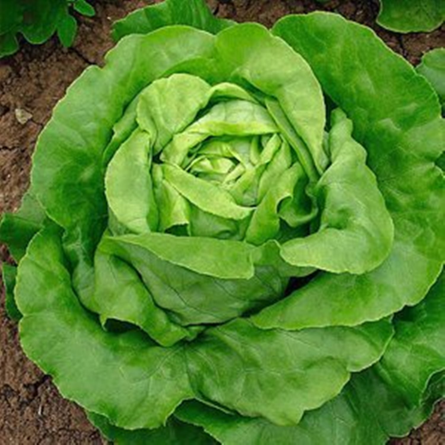 Seme Malis (proleće, jesen) - Ostalo | SM AgroShop