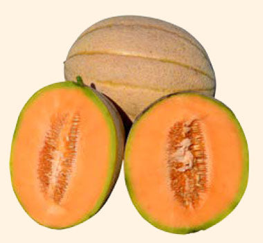 Seme Halona F1 - Ostalo | SM AgroShop