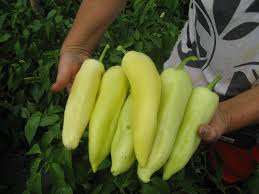 Profesionalno seme Seme paprike Bulija F1 - Katalog semena povrća SM AgroShop - Brza dostava