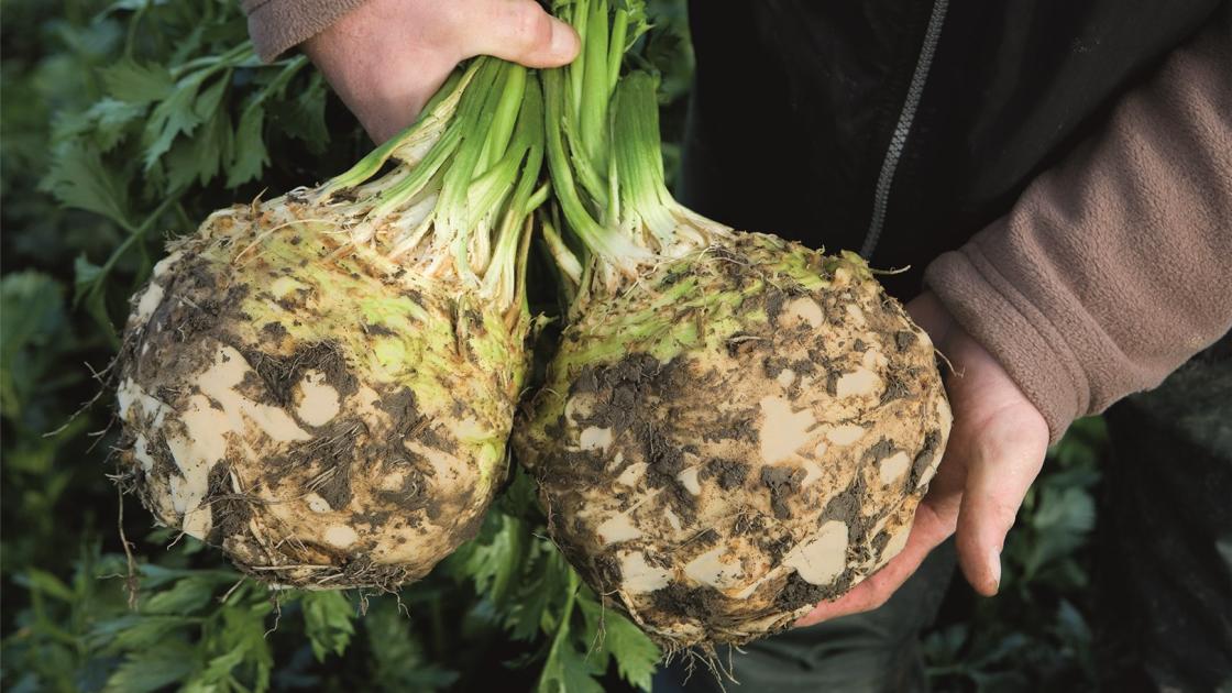 Seme Elena F1 10.000s - Ostalo | SM AgroShop