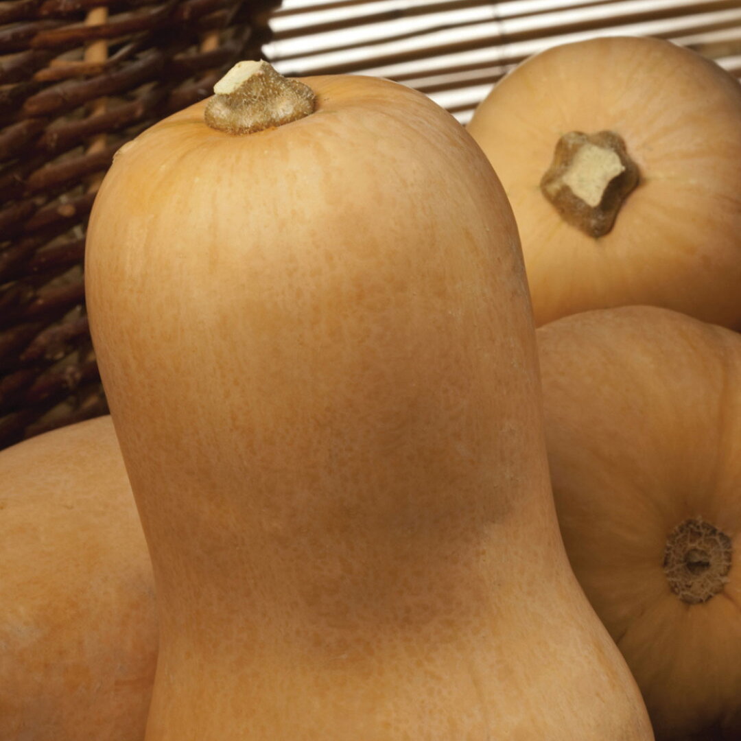 Seme Tikva muskatna LUNGA DI NAPOLI - Ostalo | SM AgroShop