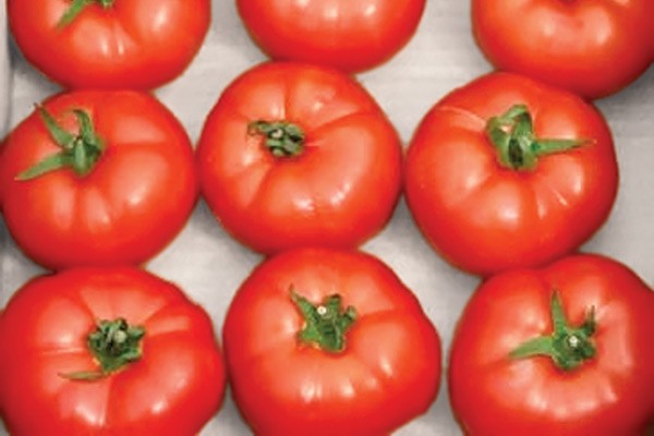 Seme Berberana F1 - Ostalo | SM AgroShop