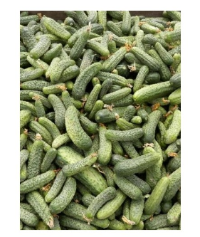 Seme Avela F1 - Ostalo | SM AgroShop