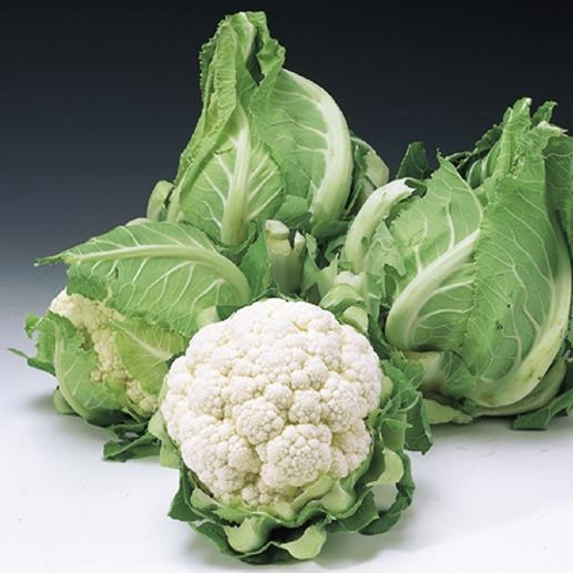 Seme Cristof F1 ( CMS Cortes) - Ostalo | SM AgroShop