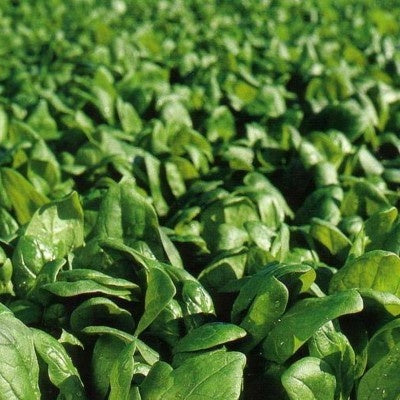 Seme Hudson F1 (jesen, zima, rano proleće) - Ostalo | SM AgroShop