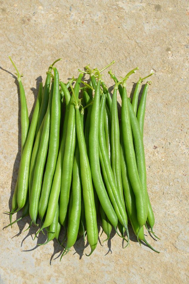 Seme Jaguar 1kg - Ostalo | SM AgroShop