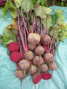 Seme Bona - Ostalo | SM AgroShop