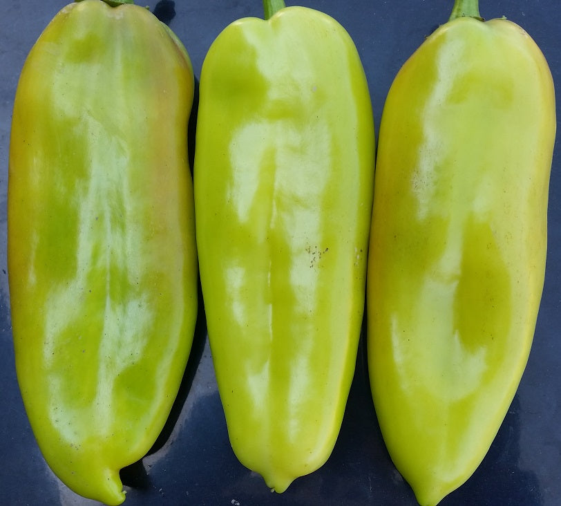 Profesionalno seme Seme paprike Dukat - Katalog semena povrća SM AgroShop