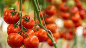 Seme Zulfia F1 - Ostalo | SM AgroShop