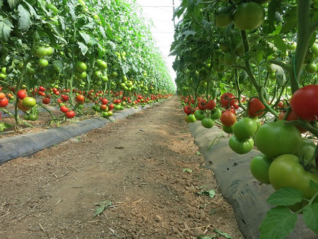 Seme Sedmica F1 - Ostalo | SM AgroShop