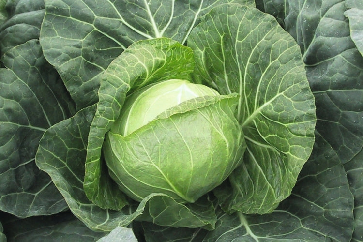 Profesionalno seme Seme kupusa Parel F1 - Katalog semena povrća SM AgroShop