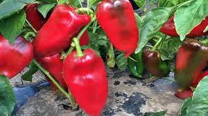 Seme Merak - Ostalo | SM AgroShop