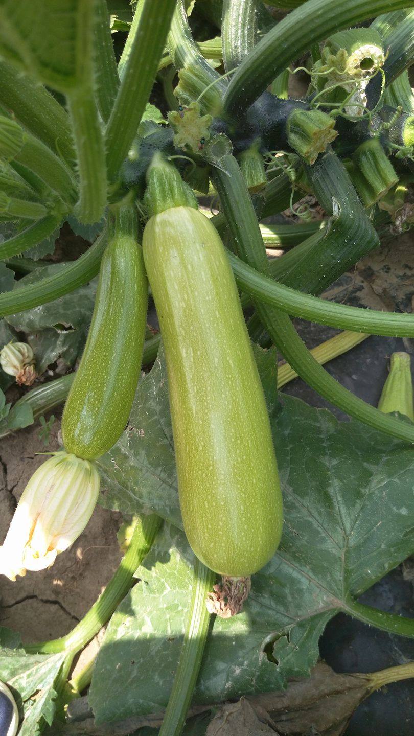 Profesionalno seme Seme tikvice Majestee f1 - Katalog semena povrća SM AgroShop