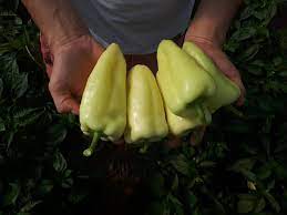 Profesionalno seme Seme paprike Riesling F1 - Katalog semena povrća SM AgroShop