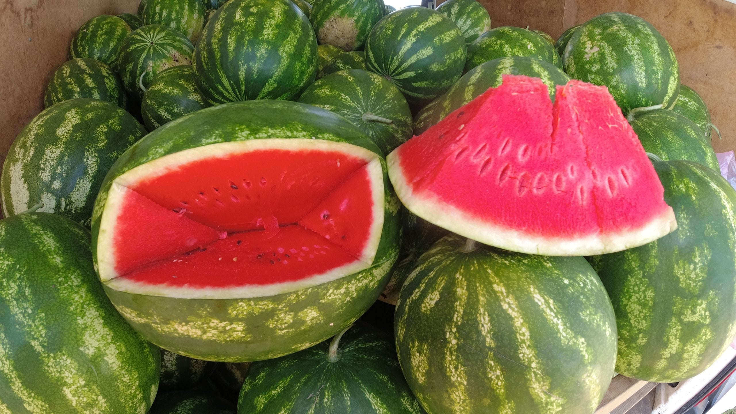 Seme Nun 21613 F1 - Ostalo | SM AgroShop