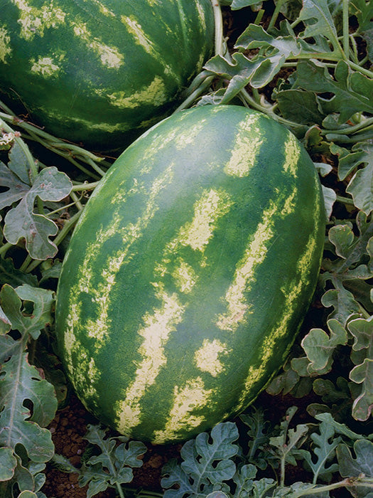 Seme Delta F1 - Ostalo | SM AgroShop