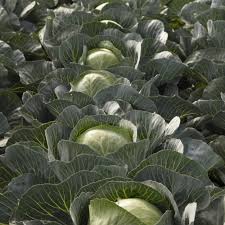 Seme Storidor F1 - Ostalo | SM AgroShop