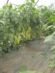 Profesionalno seme Seme paprike Salma F1 - Katalog semena povrća SM AgroShop