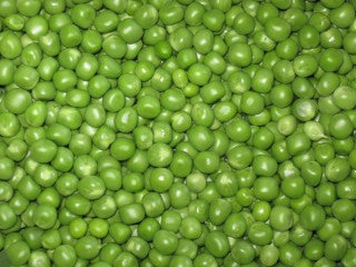 Seme Griffin - Ostalo | SM AgroShop