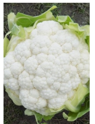 Seme Sabord F1 - Ostalo | SM AgroShop