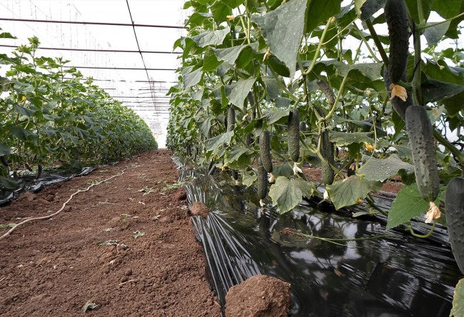 Prodaja Verdena F1 - Cena semena Ostalo | SM AgroShop