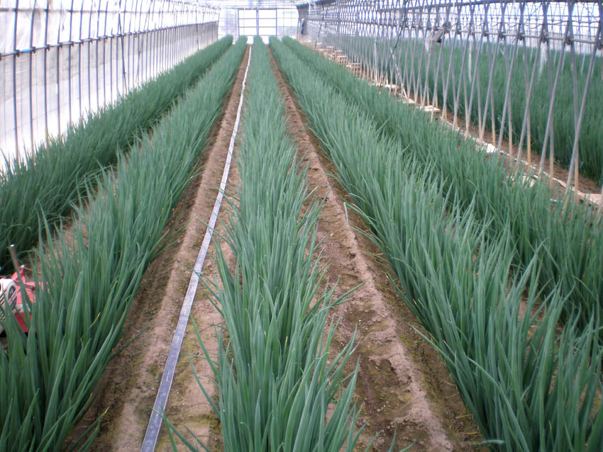 Profesionalno seme Seme luka Racer 50g - Katalog semena povrća SM AgroShop