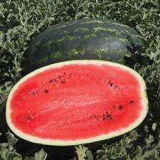 Seme Romanza F1 - Ostalo | SM AgroShop