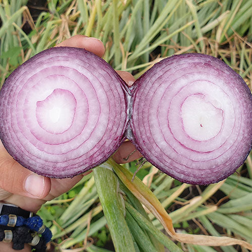 Profesionalno seme Seme luka Euclide F1 - Katalog semena povrća SM AgroShop