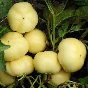 Profesionalno seme Seme paprike Eszter F1 - Katalog semena povrća SM AgroShop