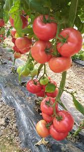 Seme Pink crystal F1 - Ostalo | SM AgroShop