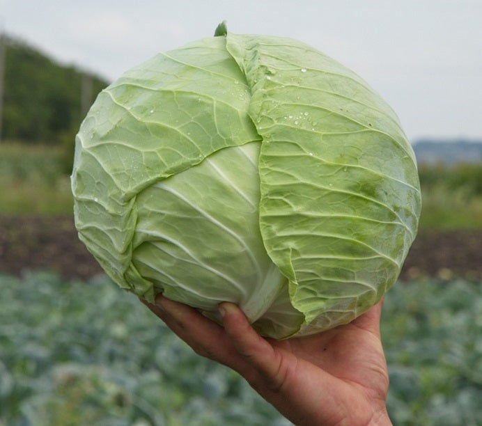 Profesionalno seme Seme kupusa Bravo F1 - Katalog semena povrća SM AgroShop - Brza dostava