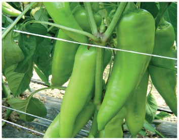 Profesionalno seme Seme paprike Orea F1 - Katalog semena povrća SM AgroShop