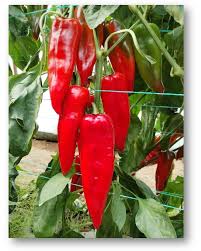 Seme Crispy Red F1 - Ostalo | SM AgroShop