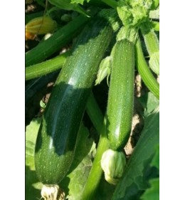 Profesionalno seme Seme tikvice Brillante F1 - Katalog semena povrća SM AgroShop