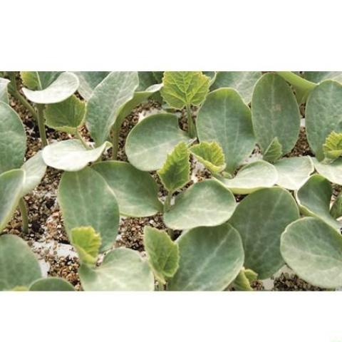 Seme Emphasis F1 - Ostalo | SM AgroShop