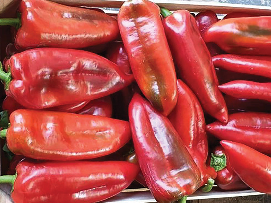 Seme Kaprima F1 - Ostalo | SM AgroShop