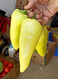 Profesionalno seme Seme paprike SV 1876 PP - Katalog semena povrća SM AgroShop